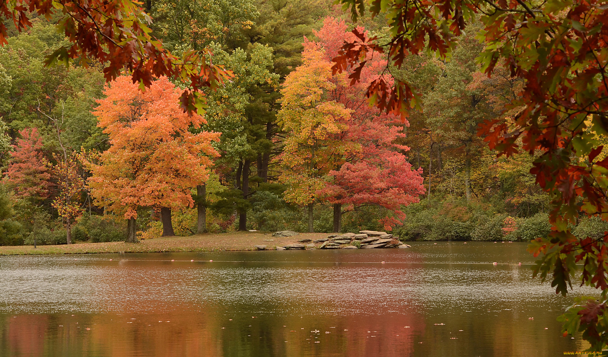Fall scenes. Золотая осень река. Осень речка. Золотая осень озеро. Озеро с кленами.